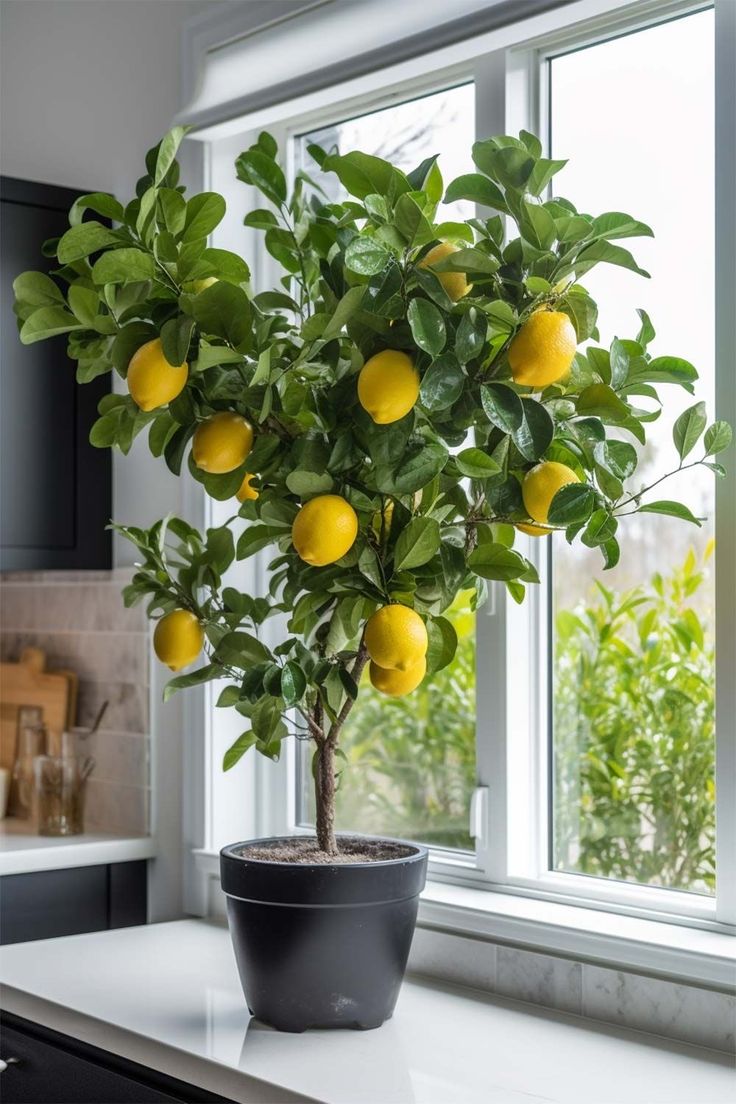شجرة ليمون Lemon Adalia أضاليا مقزمة للزراعة في البلكونات والحدائق وعلى أسطح المنازل - الصورة 8
