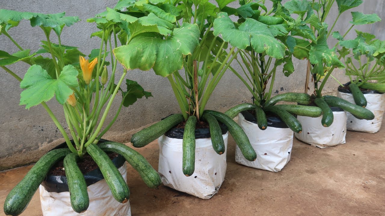 بذور كوسة 25 حبة للزراعة المنزلية في اصيص او الحديقة - الصورة 5