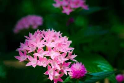 pink and white flower in tilt shift lens