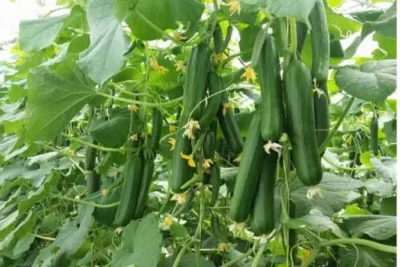 بذور خيار 25 حبة للزراعة المنزلية في اصيص او الحديقة