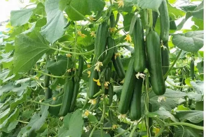 بذور خيار 25 حبة للزراعة المنزلية في اصيص او الحديقة