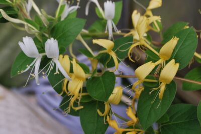 3 شتلات ياسمين عراقي متسلق يخرج منه زهور جميلة المنظر فواحة