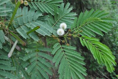 2 شجرة لوسيانا سريعة النمو من أشجار الظل للبلكونة والحديقة