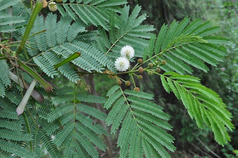2 شجرة لوسيانا سريعة النمو من أشجار الظل للبلكونة والحديقة