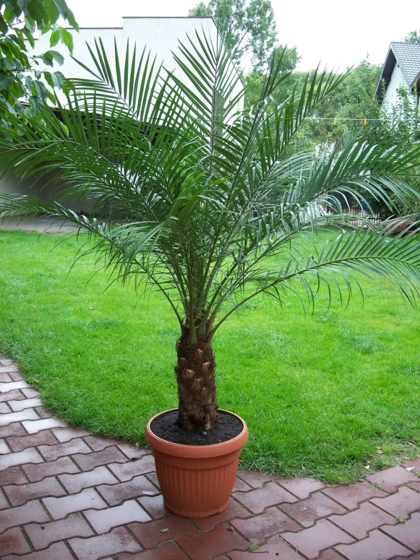 2 نخيل روبلينية Phoenix roebelenii - الصورة 2