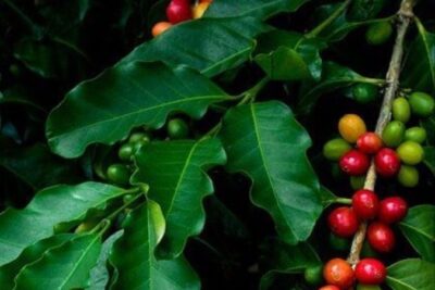 2 شجرة البن أو شجرة القهوة للزراعة المنزلية والحقول Coffea دائمة الخضرة ومعمرة وتعطي شكل جمالى وثمار