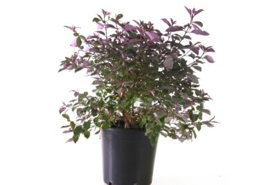 2 شجيرة فيتكس ترفيولا لتجميل البلكونات وتصميم مناظر اللاندسكيب