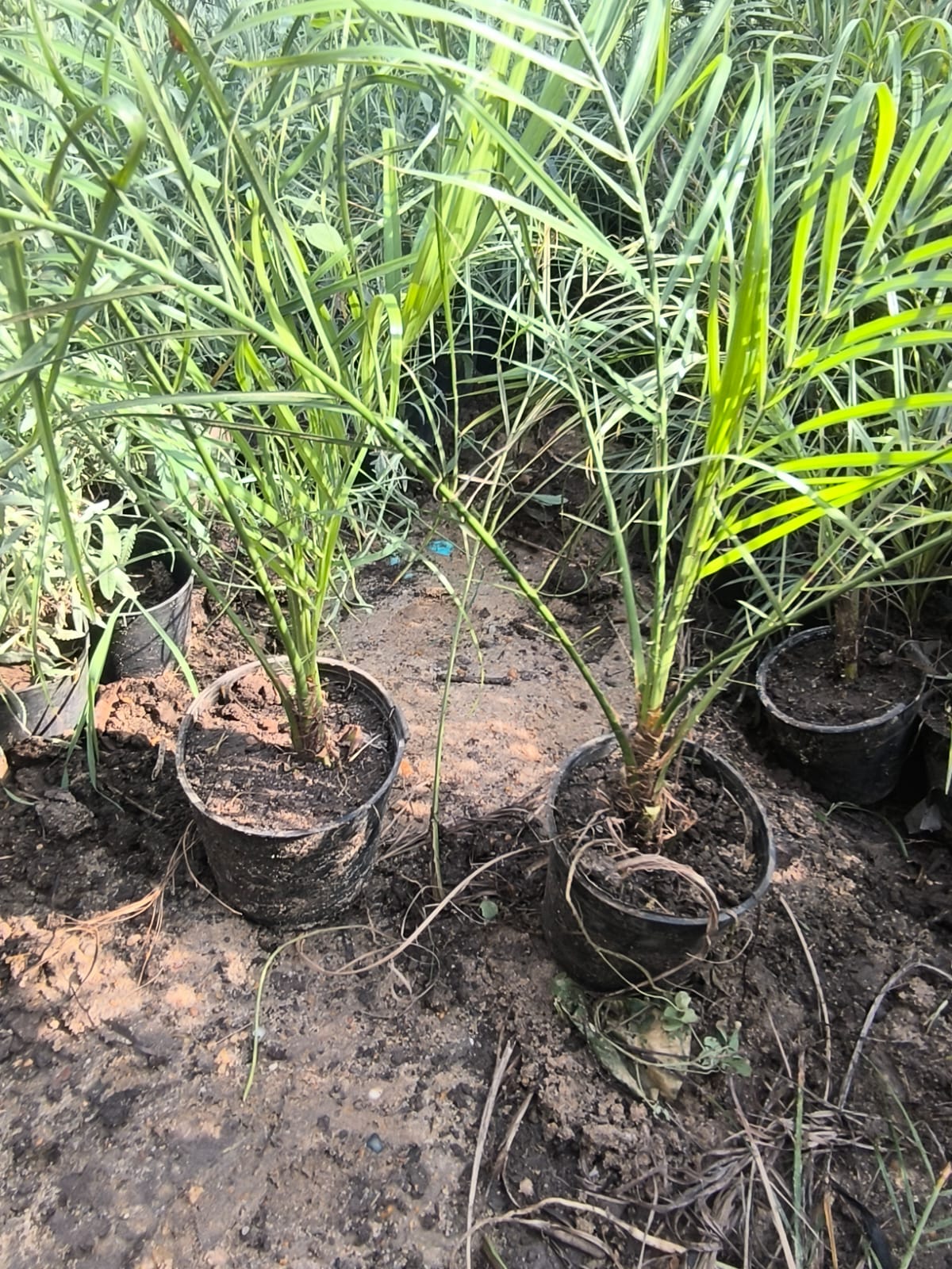 2 نخيل روبلينية Phoenix roebelenii - الصورة 3