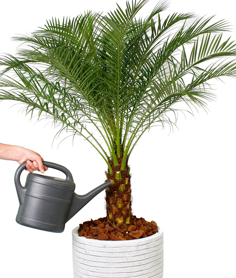 2 نخيل روبلينية Phoenix roebelenii - الصورة 9