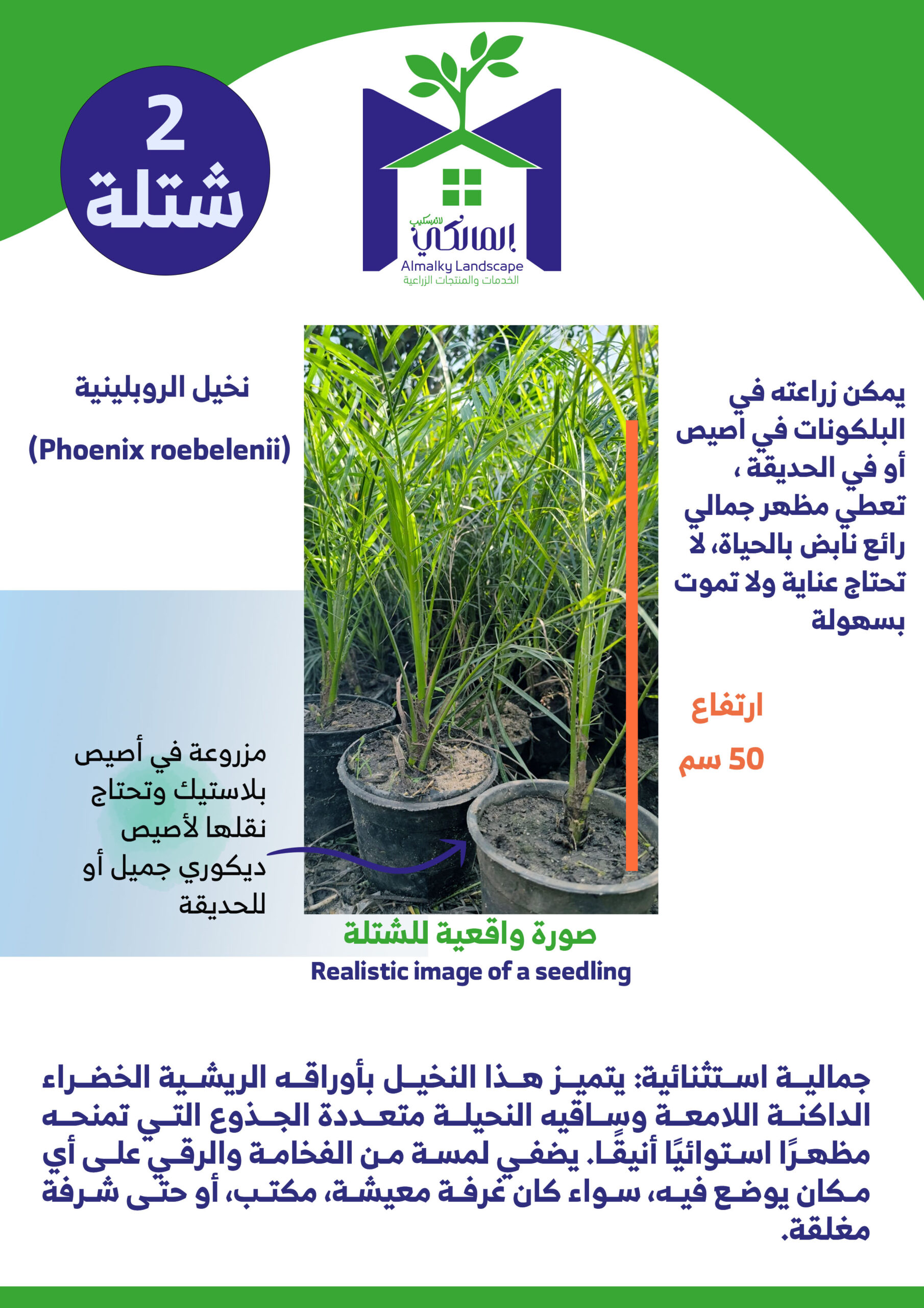 2 نخيل روبلينية Phoenix roebelenii - الصورة 7