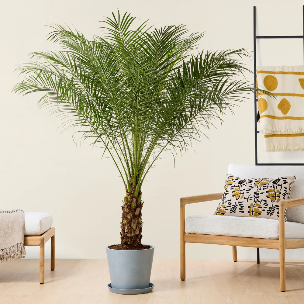 2 نخيل روبلينية Phoenix roebelenii - الصورة 8