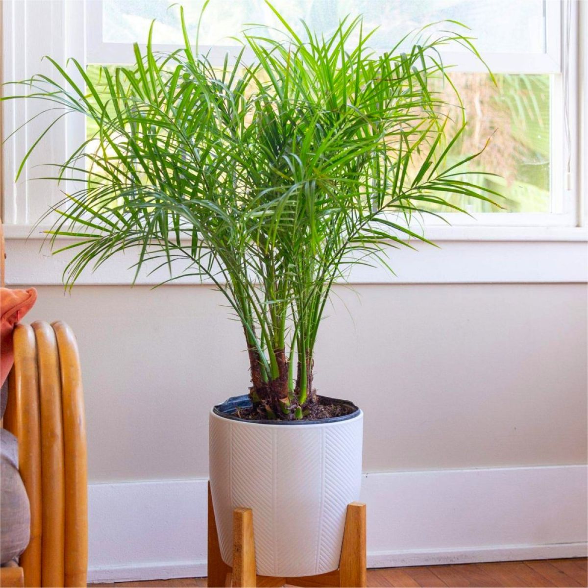 2 نخيل روبلينية Phoenix roebelenii - الصورة 10