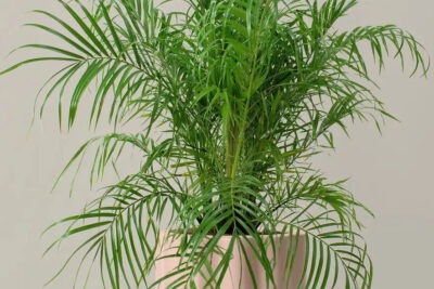 2 نخيل روبلينية Phoenix roebelenii