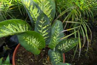 ديفنباخيا جاهزة مزروعة في اصيص 30 سم