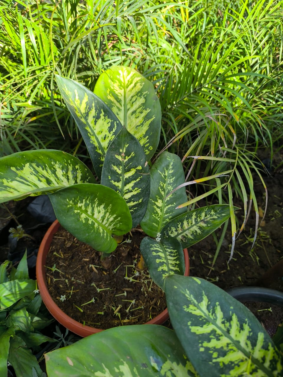 ديفنباخيا جاهزة مزروعة في اصيص 30 سم