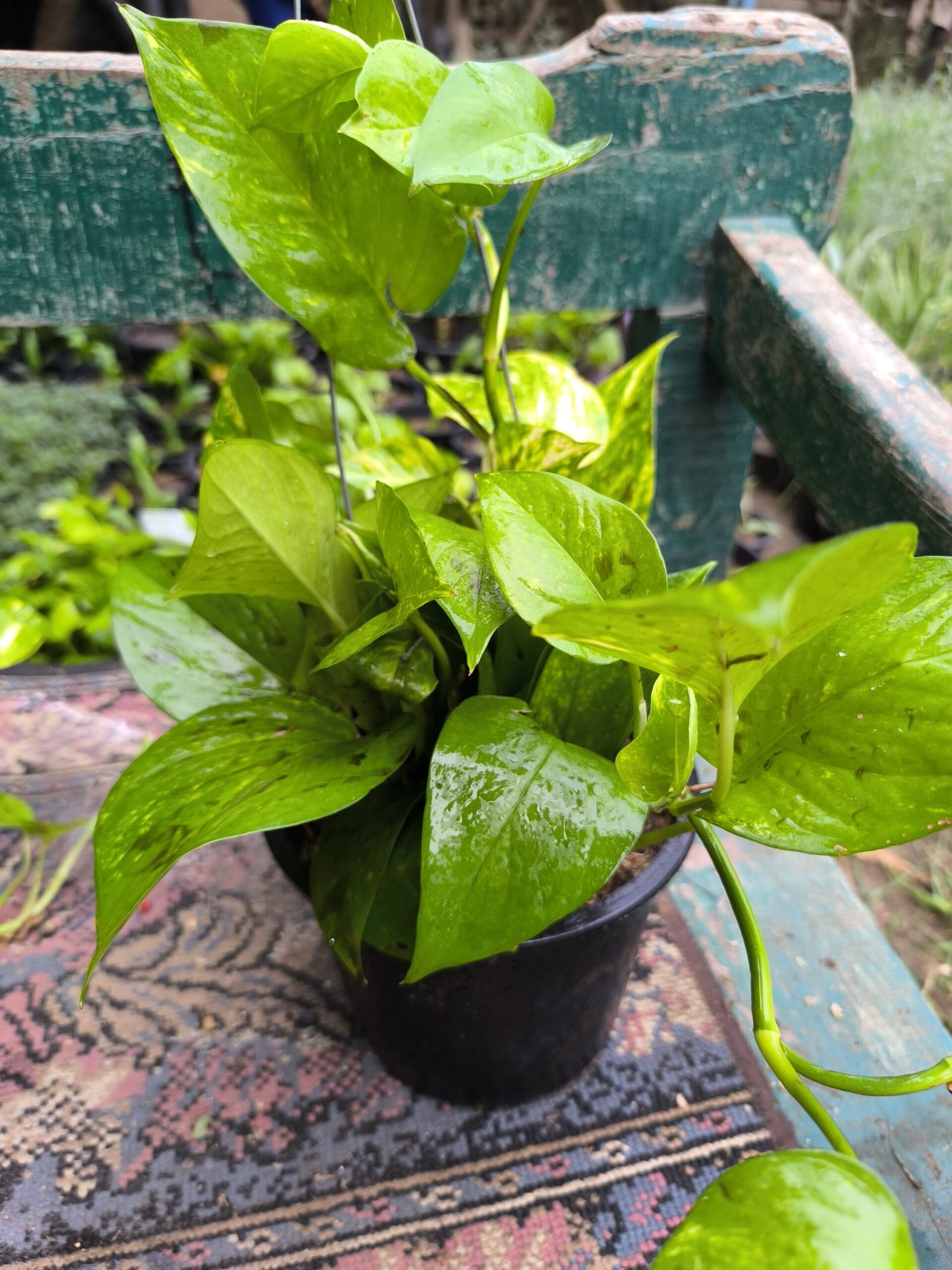 بوتس متسلق في اصيص بلاستيك - الصورة 3