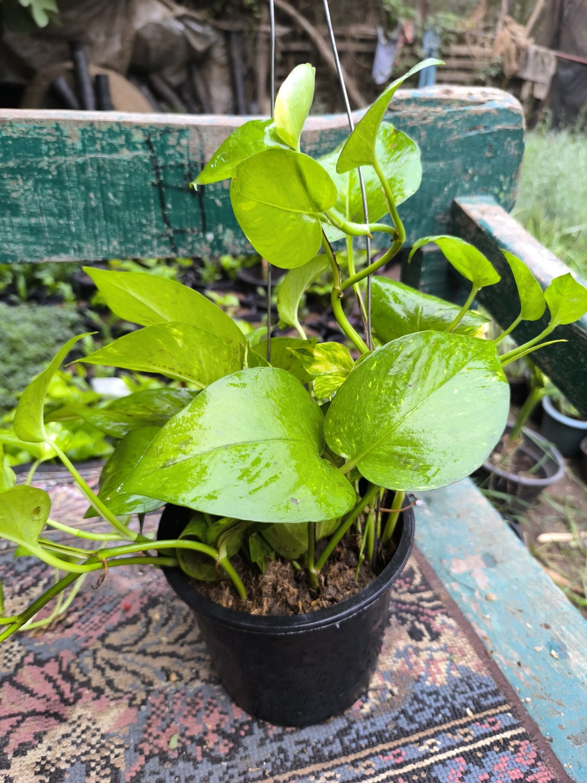 بوتس متسلق في اصيص بلاستيك - الصورة 2