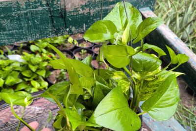 بوتس متسلق في اصيص بلاستيك