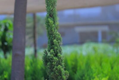 2 سرو ايطالي