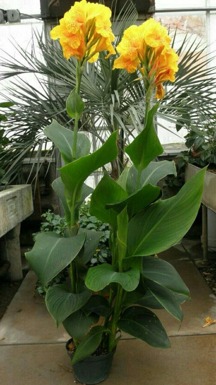 3 نبات الكنا الهندي الخضراء للزراعة في البلكونات والحدائق - الصورة 4