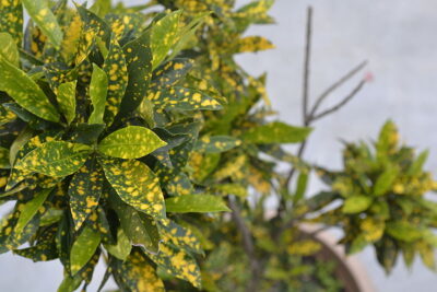 2 كروتون عدسى ذهبي ، للزراعة في أماكن الظل في المنزل والحديقة