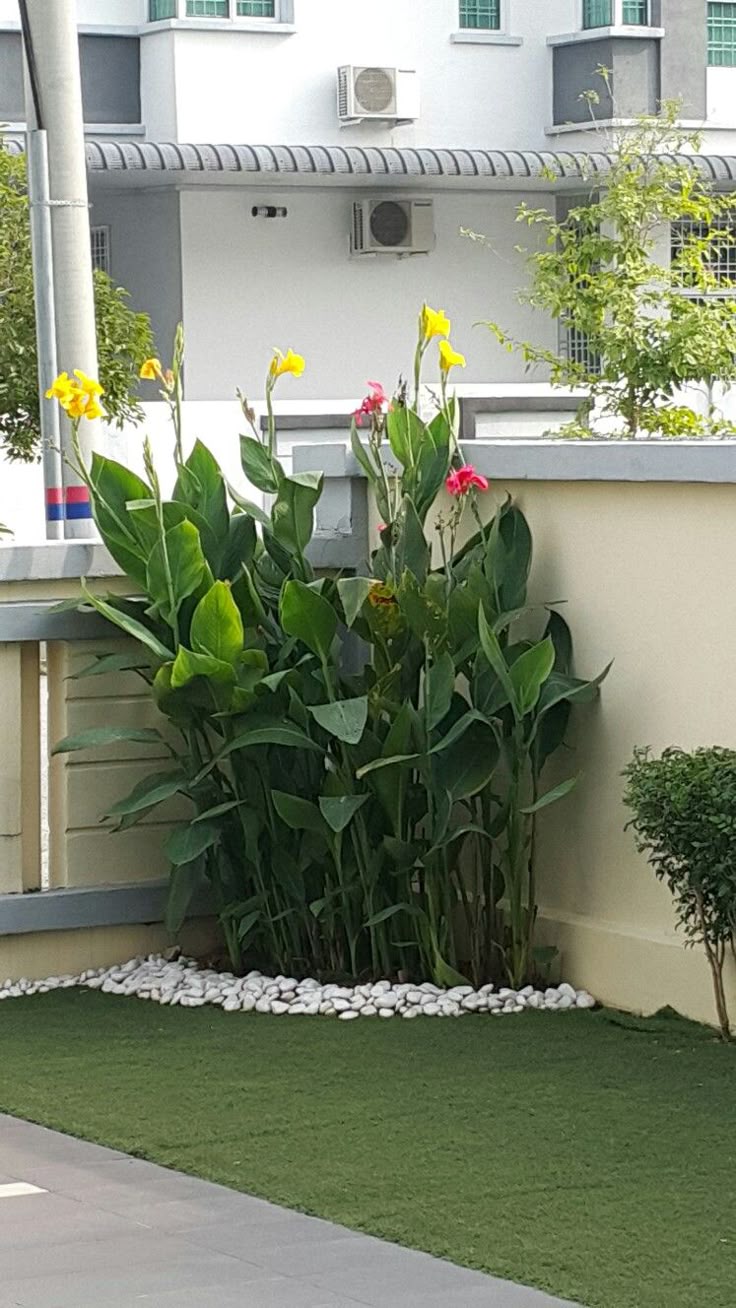 3 نبات الكنا الهندي الخضراء للزراعة في البلكونات والحدائق - الصورة 5