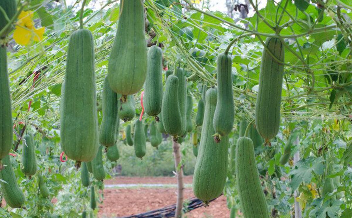 بذور متسلقة اللوف 50 بذرة Loofah سريع النمو ويصلح للبلكونات ويخفف من درجات الحرارة - الصورة 4