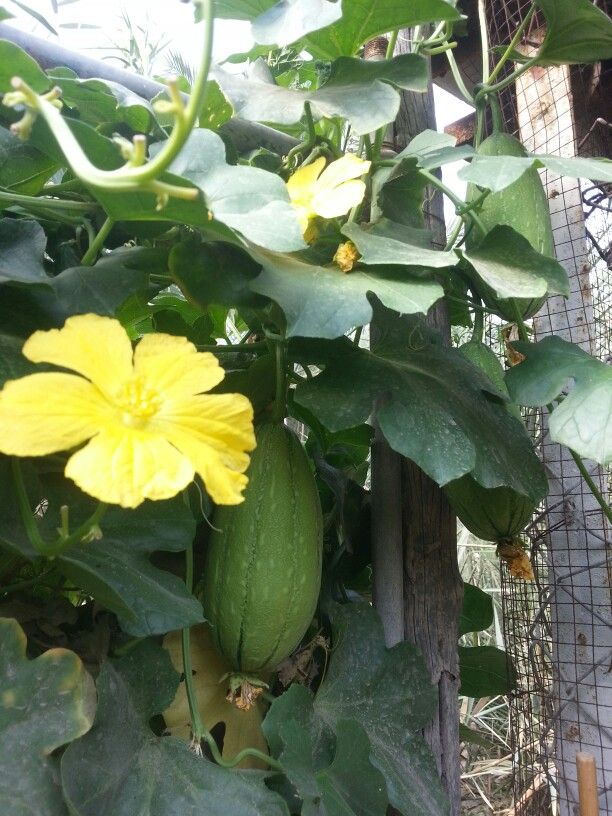 بذور متسلقة اللوف 50 بذرة Loofah سريع النمو ويصلح للبلكونات ويخفف من درجات الحرارة - الصورة 3