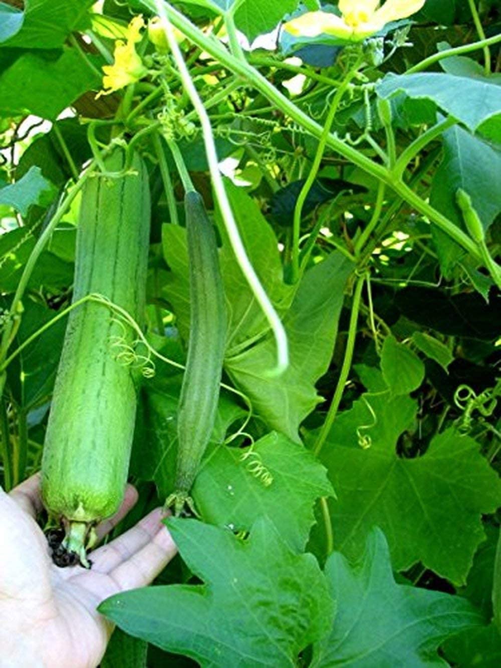 بذور متسلقة اللوف 50 بذرة Loofah سريع النمو ويصلح للبلكونات ويخفف من درجات الحرارة - الصورة 5