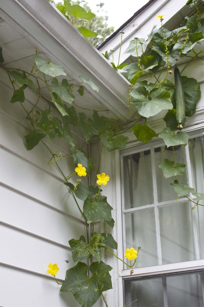 بذور متسلقة اللوف 50 بذرة Loofah سريع النمو ويصلح للبلكونات ويخفف من درجات الحرارة - الصورة 6