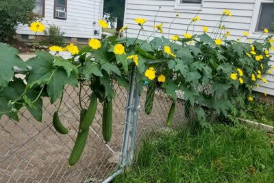 بذور متسلقة اللوف 50 بذرة Loofah سريع النمو ويصلح للبلكونات ويخفف من درجات الحرارة