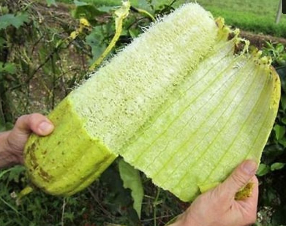 بذور متسلقة اللوف 50 بذرة Loofah سريع النمو ويصلح للبلكونات ويخفف من درجات الحرارة - الصورة 8