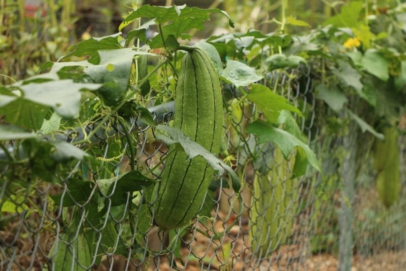 بذور متسلقة اللوف 50 بذرة Loofah سريع النمو ويصلح للبلكونات ويخفف من درجات الحرارة - الصورة 9