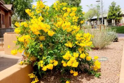 2 تيكوما صفراء صغيرة مناسبة للزراعة في الحديقة أو في اصيص