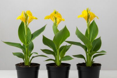 3 نبات الكنا الهندي الخضراء للزراعة في البلكونات والحدائق