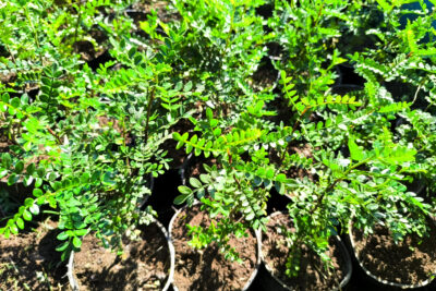 2 شجيرة البخور الكزاليزم للزراعة في البلكونات والحدائق