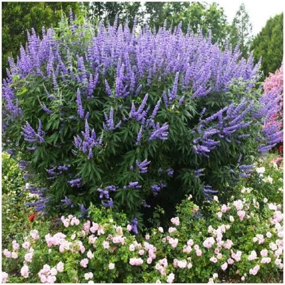 2 شتلة شجرة كف مريم Vitex agnus-castus ورقة خماسية مثل الكف وزهورها موف - الصورة 6