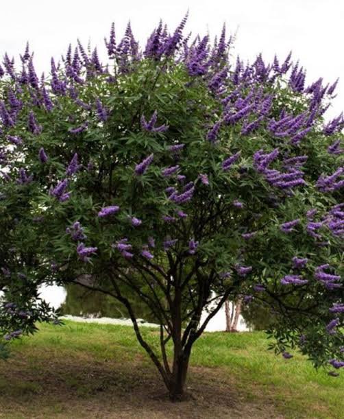 2 شتلة شجرة كف مريم Vitex agnus-castus ورقة خماسية مثل الكف وزهورها موف - الصورة 5