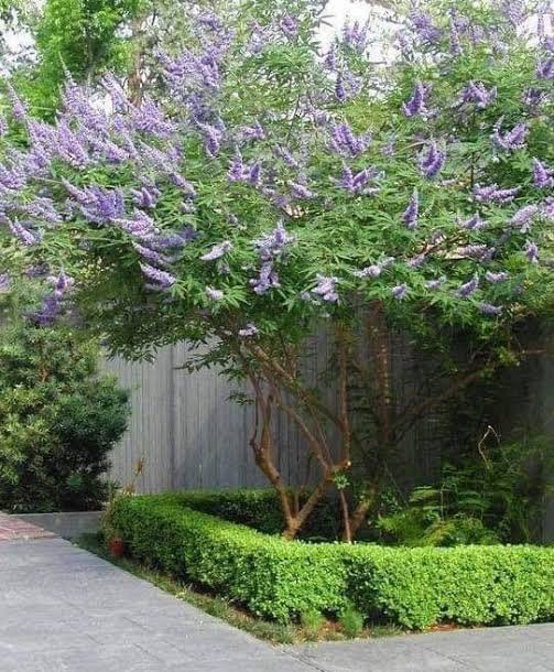 2 شتلة شجرة كف مريم Vitex agnus-castus ورقة خماسية مثل الكف وزهورها موف - الصورة 7