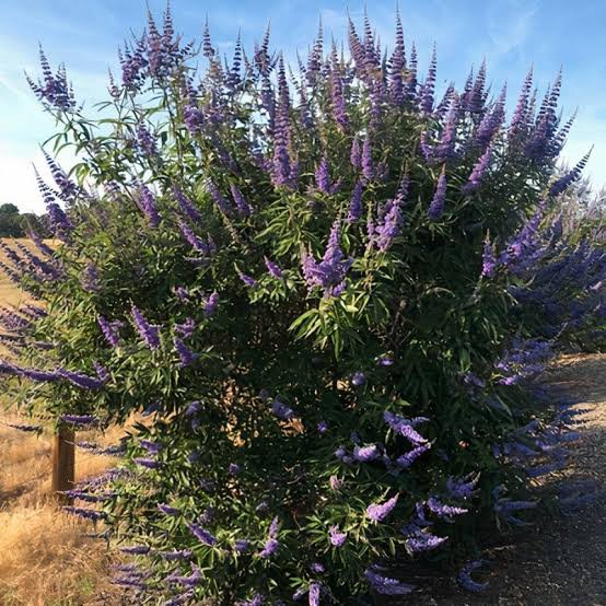 2 شتلة شجرة كف مريم Vitex agnus-castus ورقة خماسية مثل الكف وزهورها موف - الصورة 4