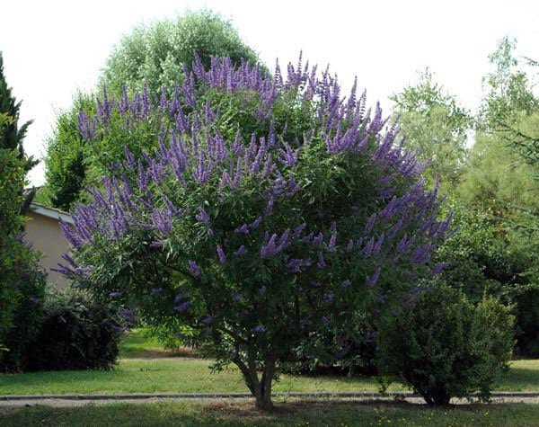2 شتلة شجرة كف مريم Vitex agnus-castus ورقة خماسية مثل الكف وزهورها موف - الصورة 2