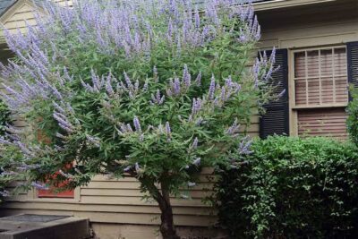 2 شتلة شجرة كف مريم Vitex agnus-castus ورقة خماسية مثل الكف وزهورها موف