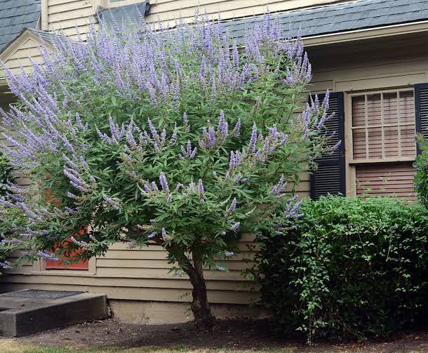 2 شتلة شجرة كف مريم Vitex agnus-castus ورقة خماسية مثل الكف وزهورها موف
