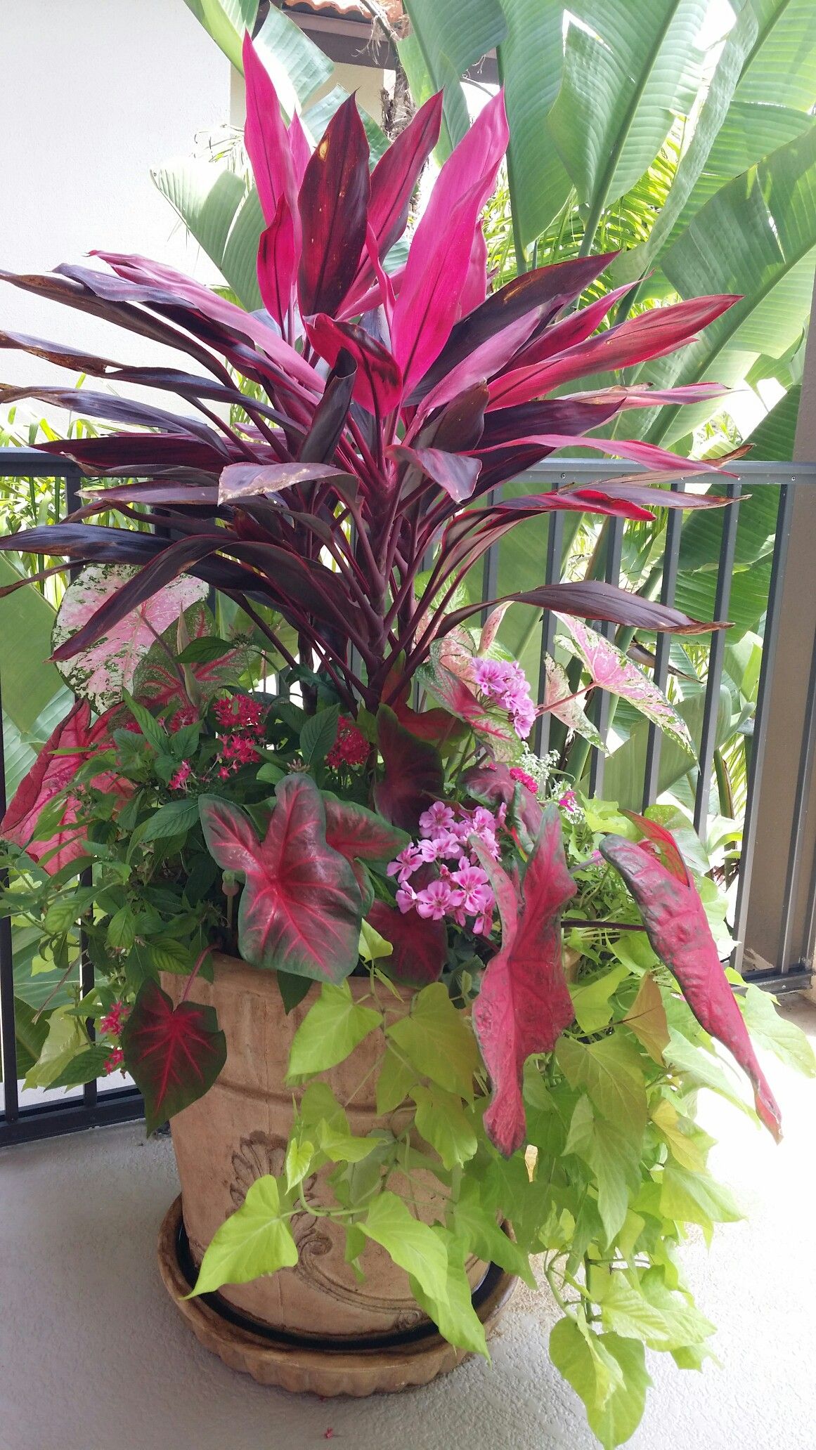 نبات الكوردلين لأماكن الظل وتنسيق الحدائق - الصورة 5