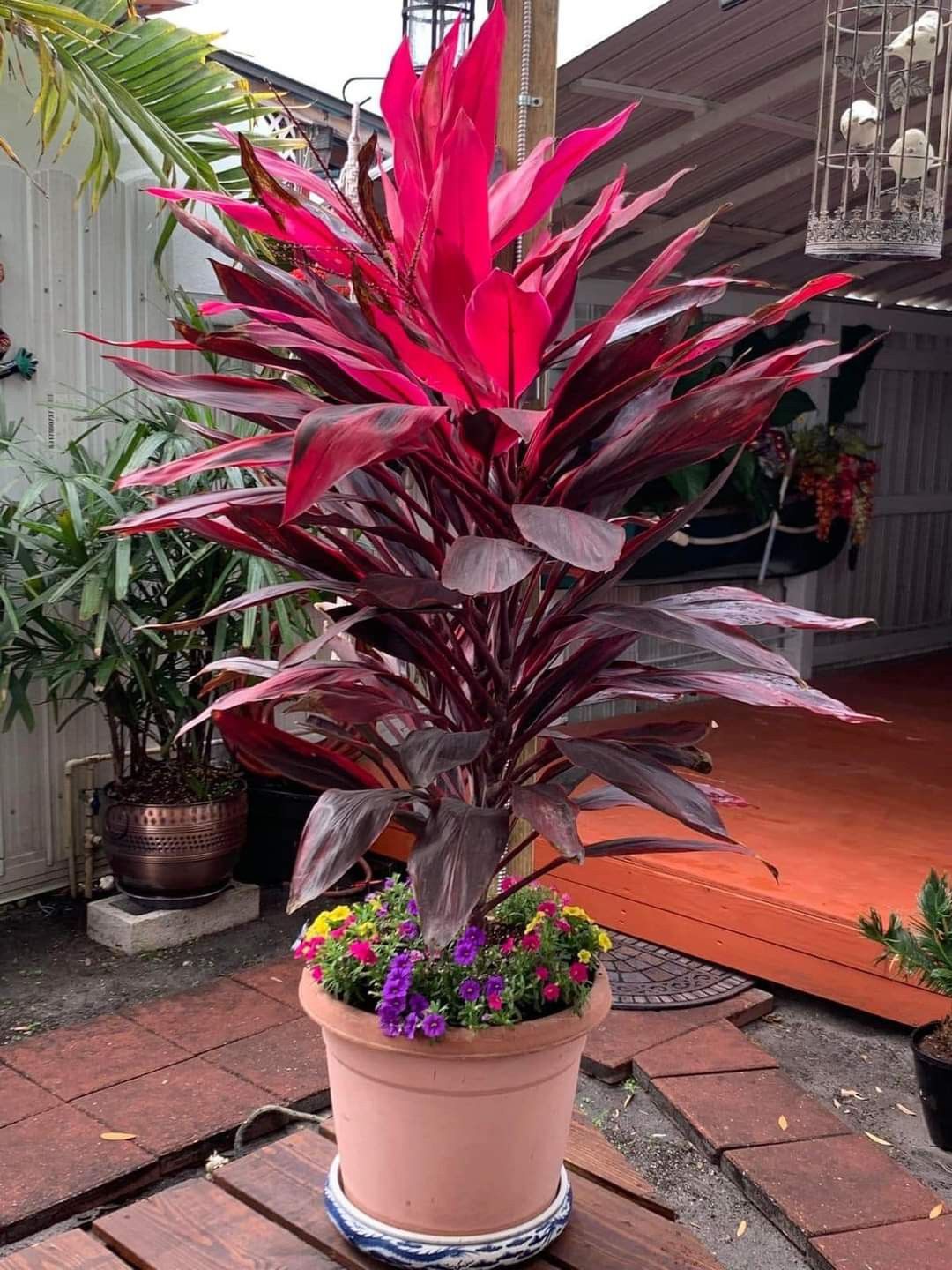 نبات الكوردلين لأماكن الظل وتنسيق الحدائق - الصورة 4