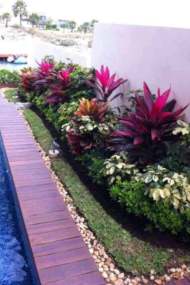 نبات الكوردلين لأماكن الظل وتنسيق الحدائق - الصورة 3