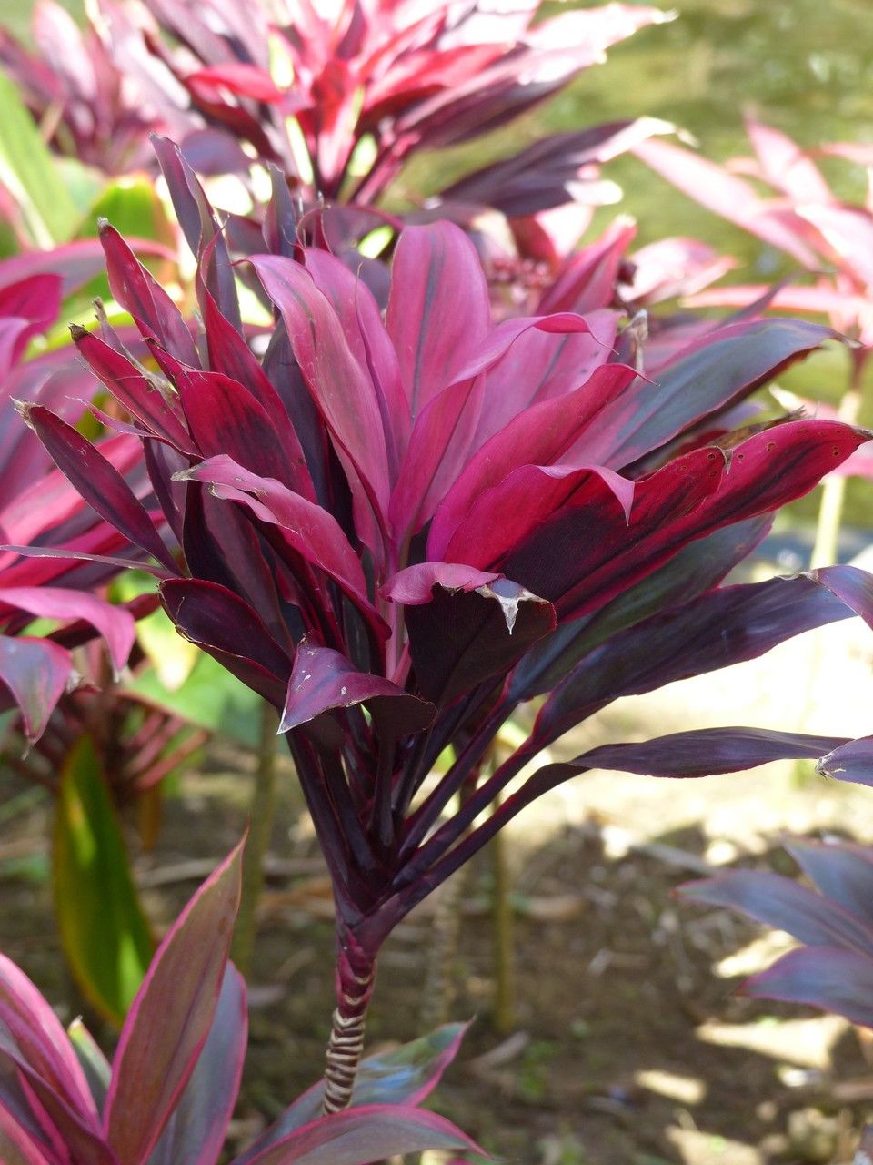 نبات الكوردلين لأماكن الظل وتنسيق الحدائق - الصورة 10