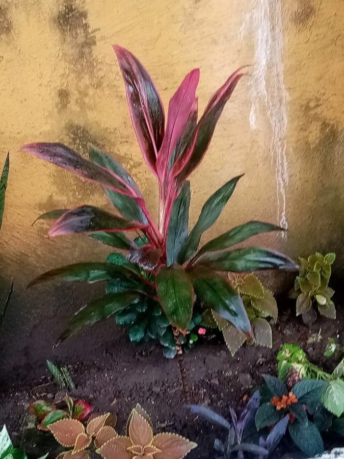 نبات الكوردلين لأماكن الظل وتنسيق الحدائق - الصورة 8