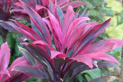 نبات الكوردلين لأماكن الظل وتنسيق الحدائق