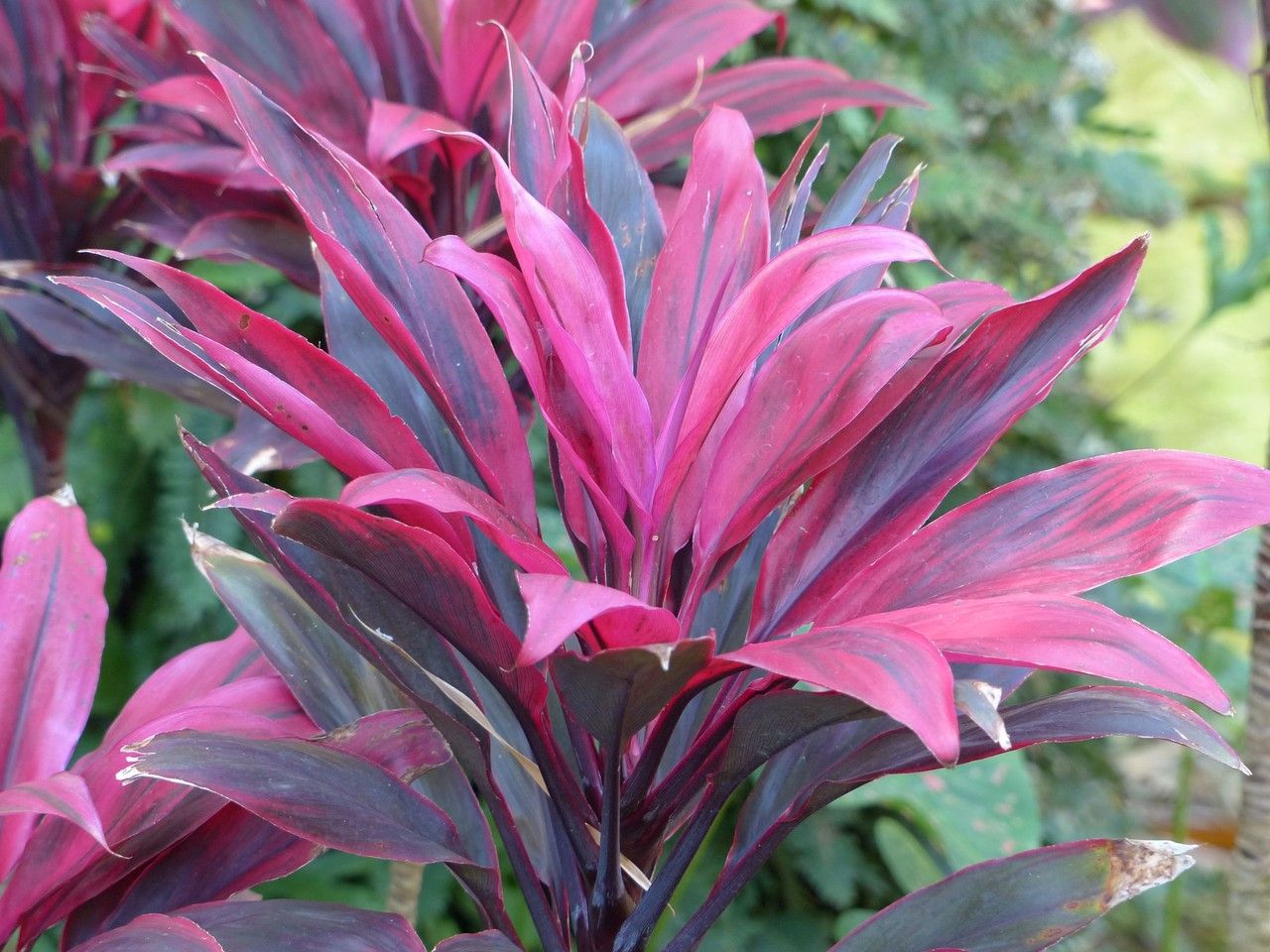 نبات الكوردلين لأماكن الظل وتنسيق الحدائق